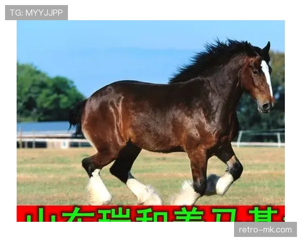 富里睡醒发现自家马场又多了两匹纯血马，账单比对手还难KO